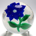 Large Antique New England Glass Company (NEGC) Blue Double Poinsettia Paperweight on a Double Swirl Latticinio Ground
