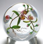Mayauel Ward Pink Flowers and Buds with Roots Magnum Paperweight