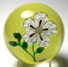 Magnum 1973 St. Louis Limited Edition White Flower with Bud on Pistachio Ground Paperweight